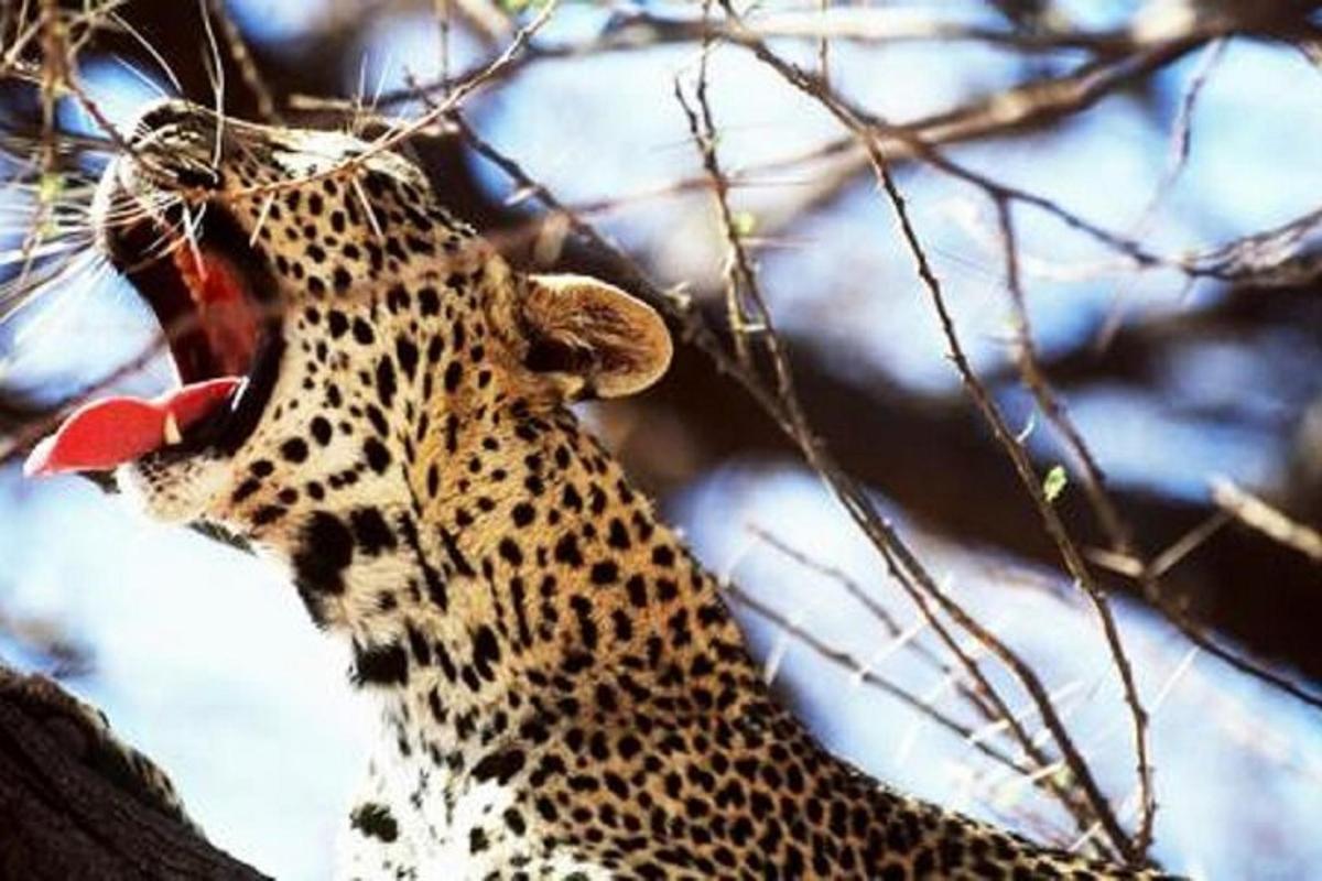 un ghepardo che tira fuori la lingua da un albero