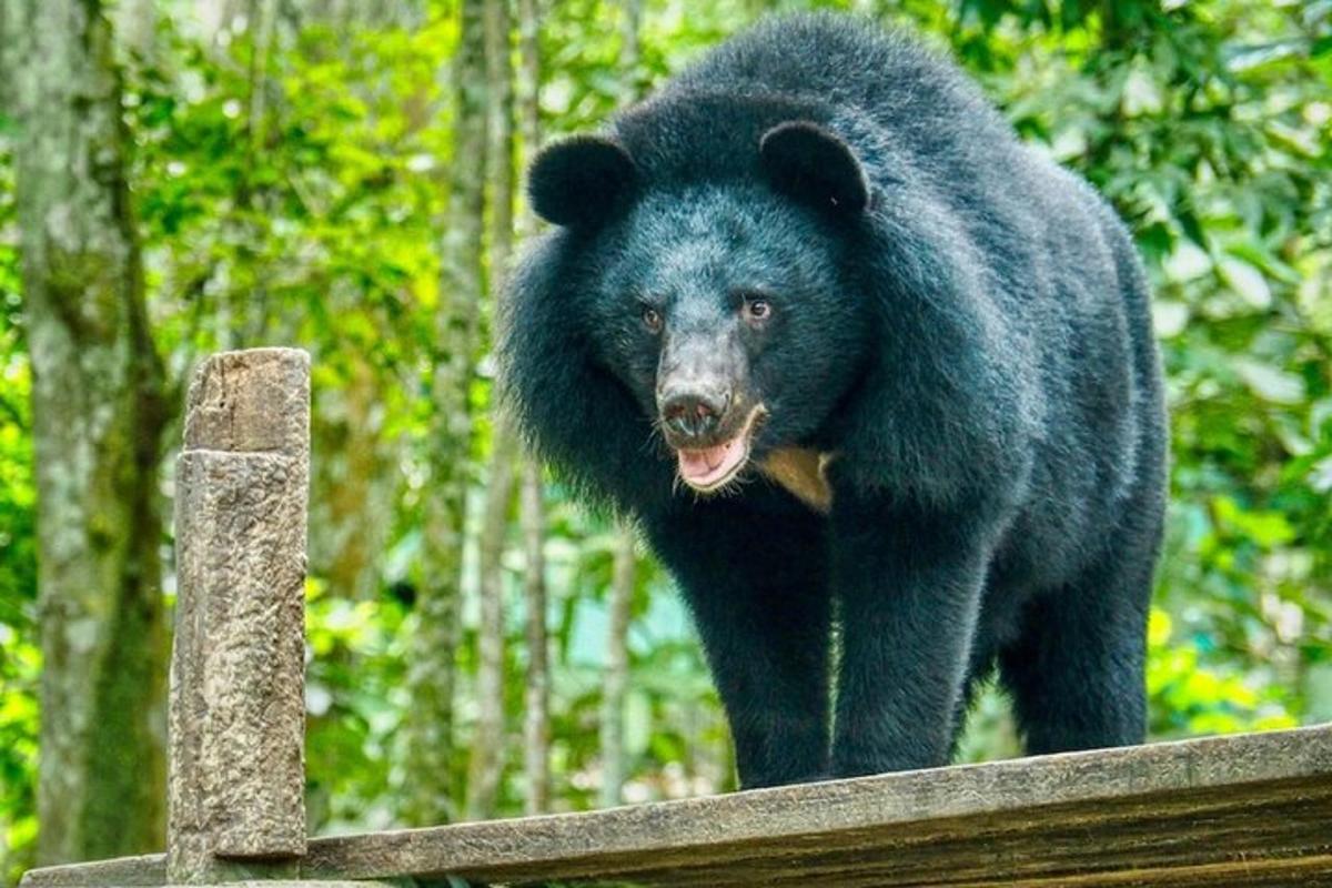 un grande orso nero in piedi su una panchina