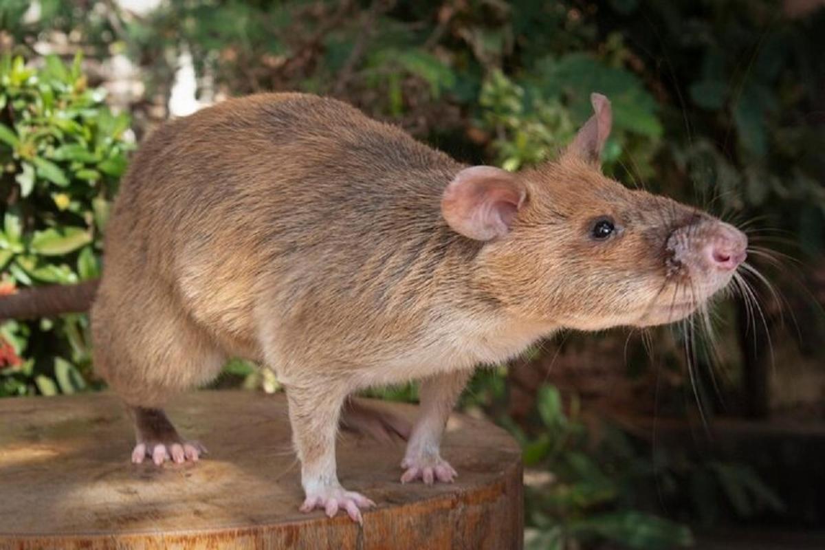 a rat standing on top of a table
