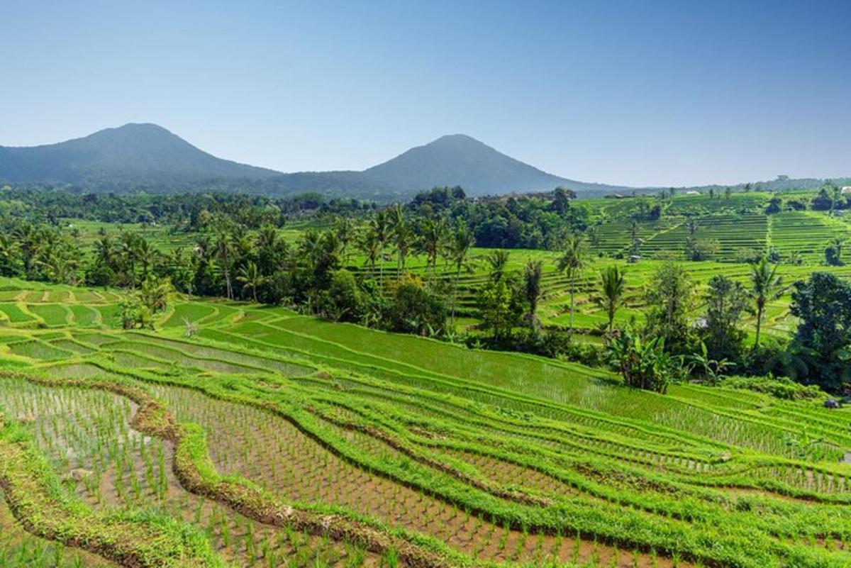 một cánh đồng rộng mở với những cây cọ và núi ở phía sau