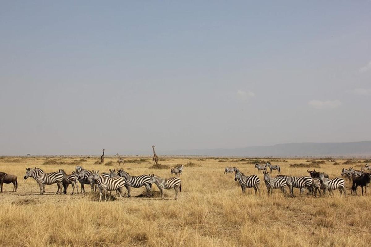 uma manada de zebras e outros animais em um campo