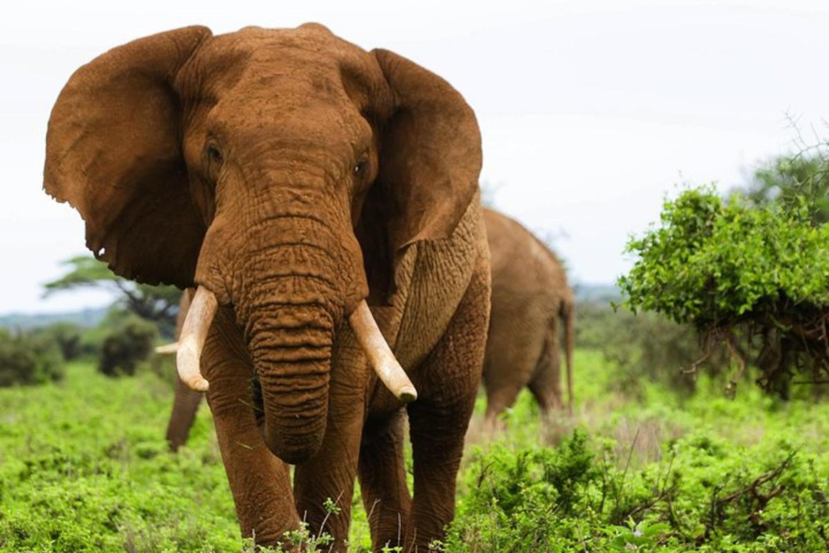 un elefant cu colți mergând pe un câmp