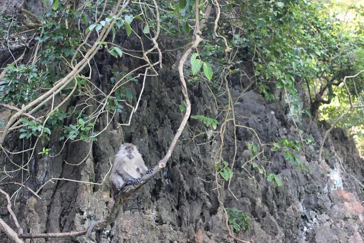 a monkey sitting on a tree branch on a cliff
