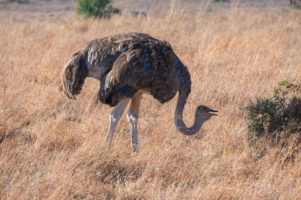 ein großer Vogel, der auf einem Feld mit hohem Gras steht
