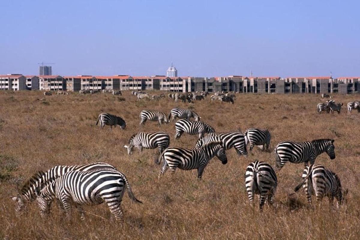 o turmă de zebre care pasc pe un câmp