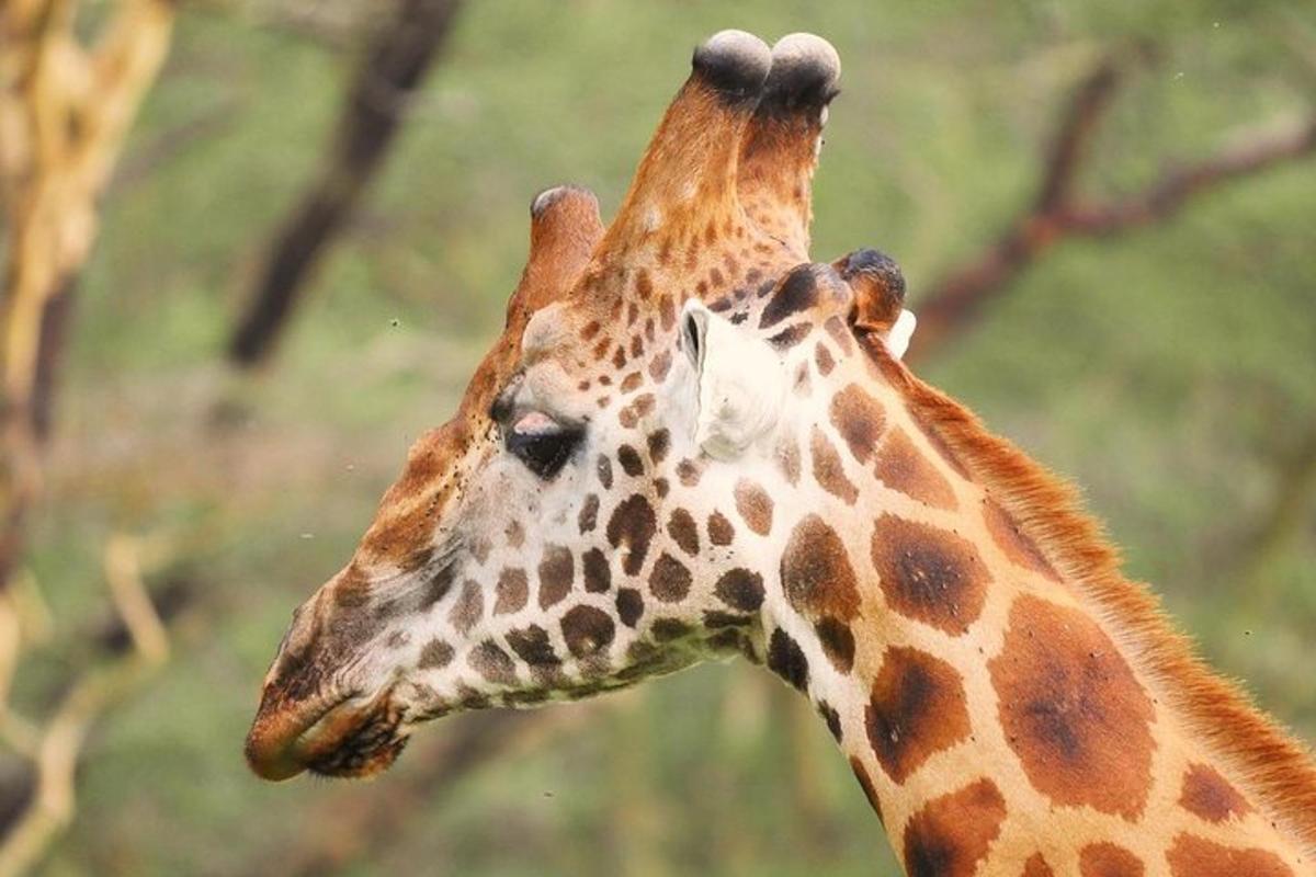 un primer pla del cap d'una girafa