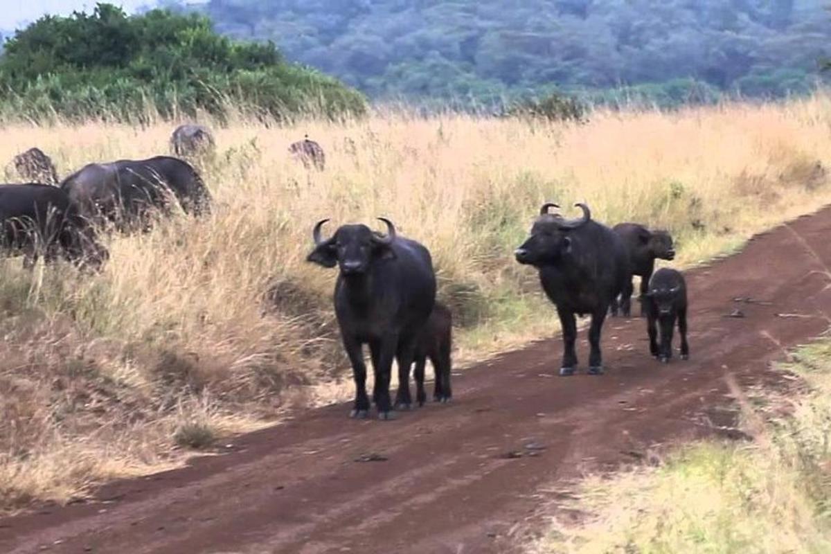 un grup d'animals drets en un camí de terra