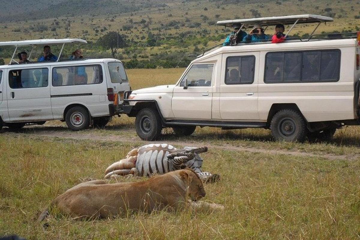 Dos animales tumbados en un campo junto a coches.