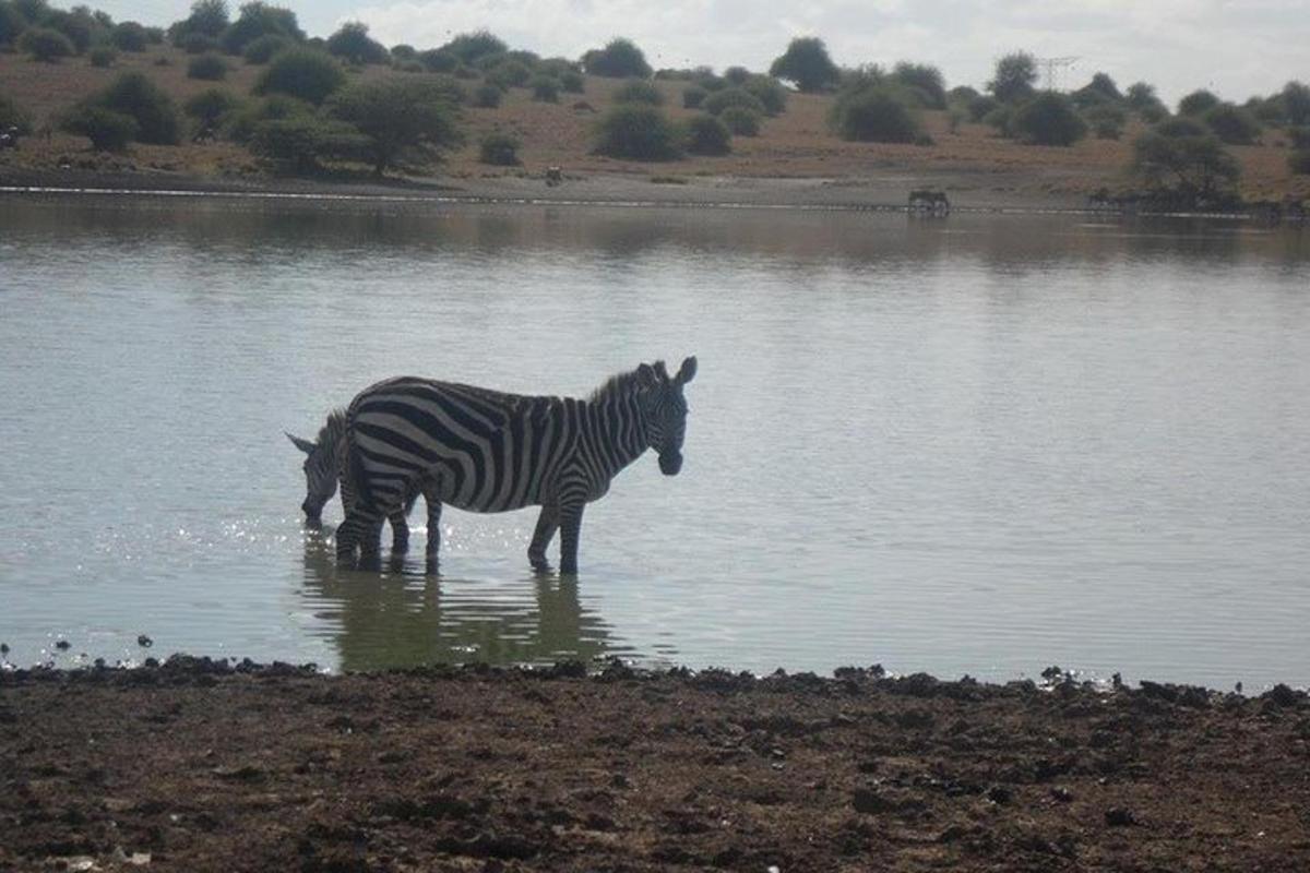 két zebra áll egy vízben