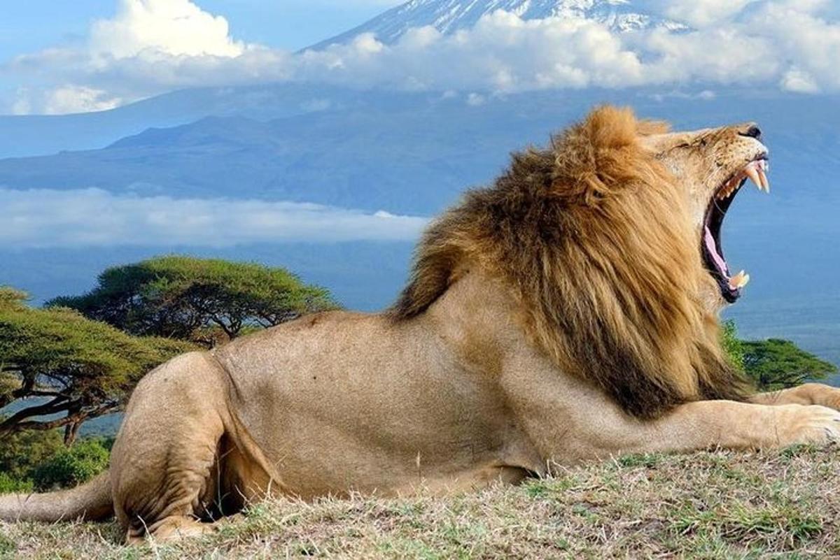 un leone sdraiato sull'erba con la bocca aperta