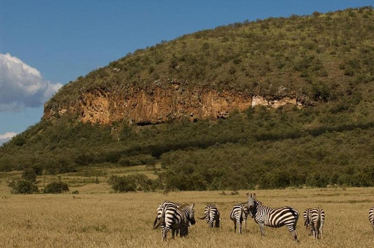 una mandria di zebre in piedi in un campo