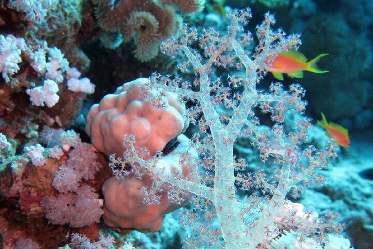 un primo piano di una barriera corallina con un pesce