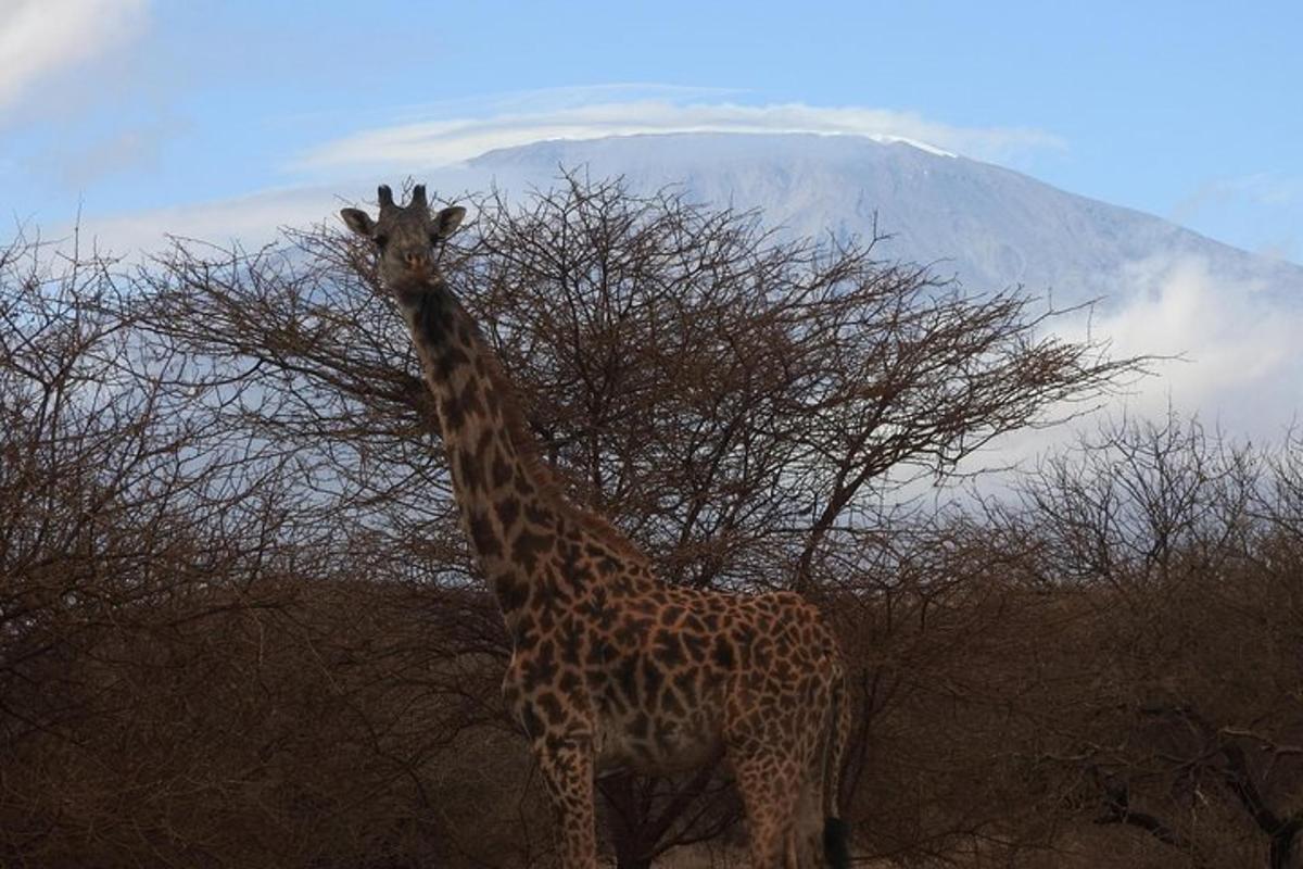 eine Giraffe steht vor einem Baum