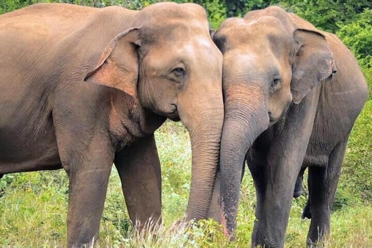 two elephants standing next to each other in a field