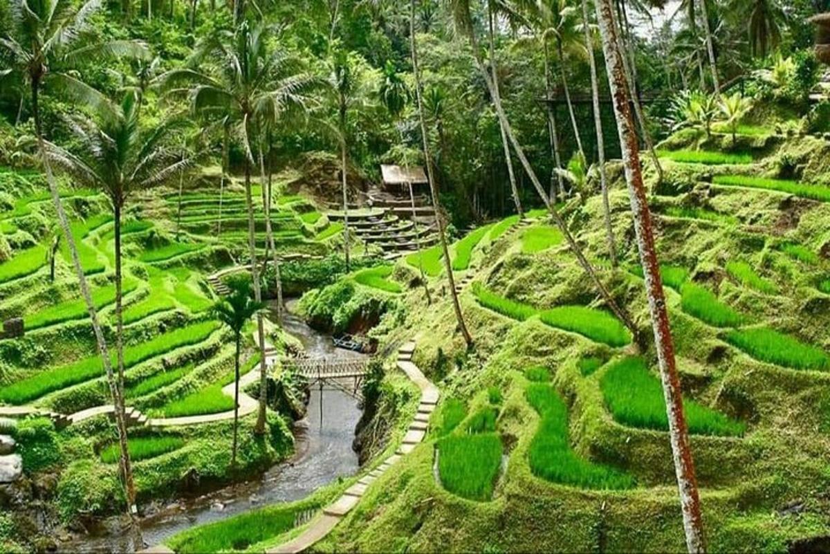 una vista aerea di un giardino con palme