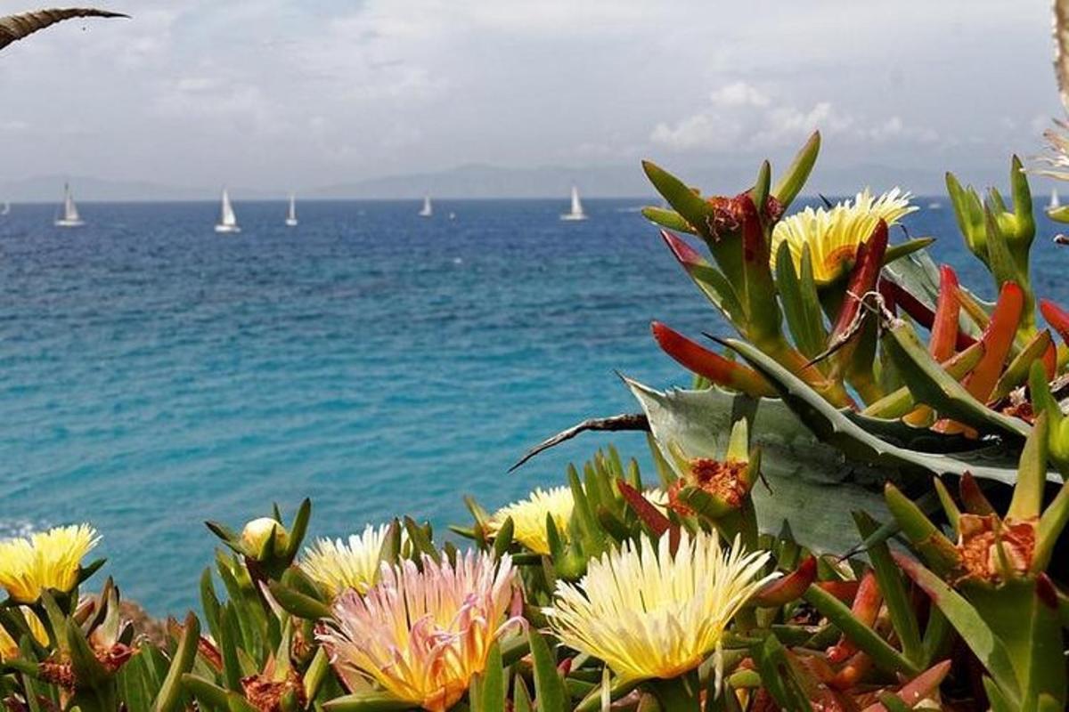 a group of flowers with the ocean in the background