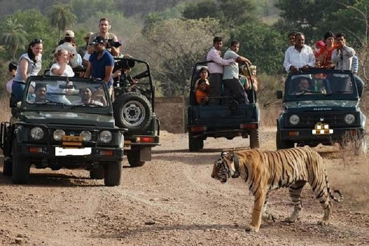 a tiger walking on a dirt road with people in vehicles