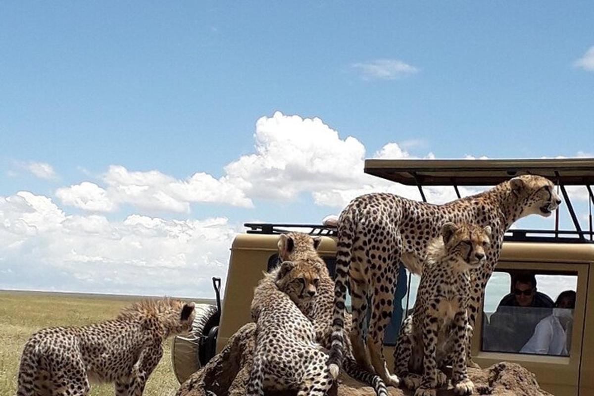 a group of cheetahs standing next to a vehicle