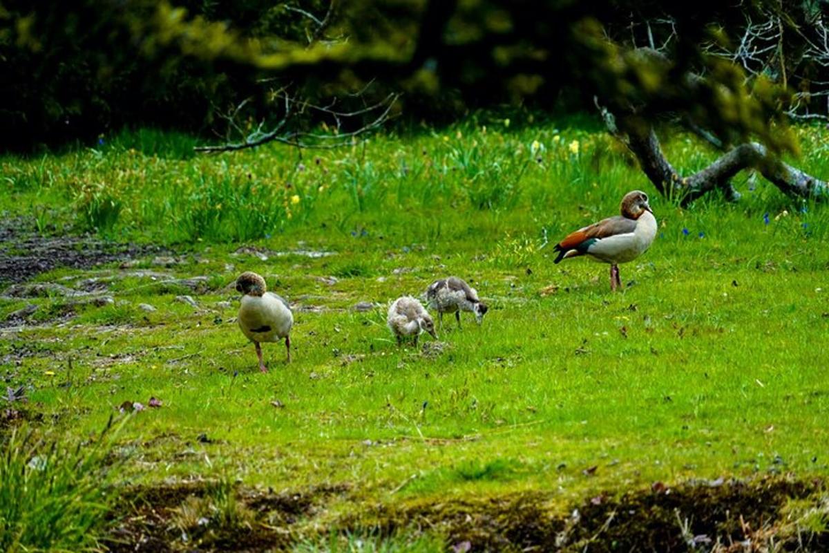 un gruppo di uccelli in piedi in un campo d'erba