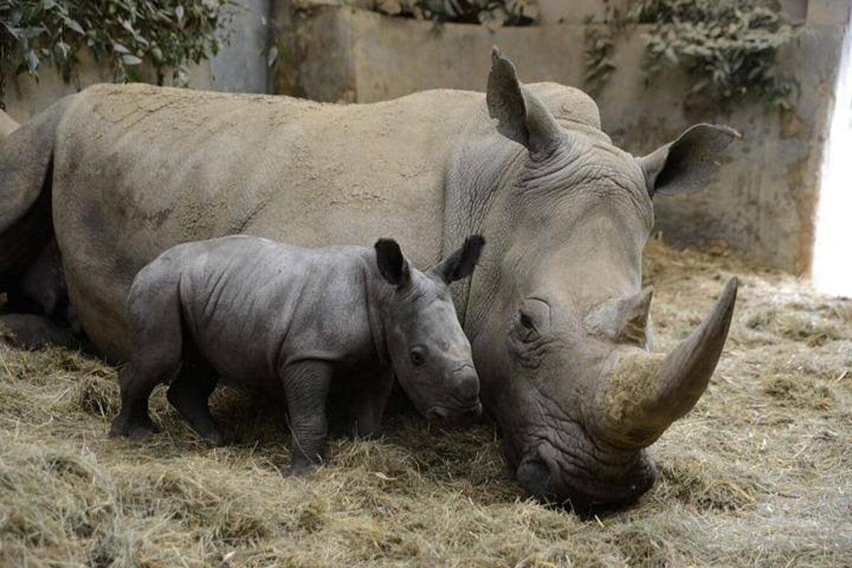 un cucciolo di rinoceronte in piedi accanto a un rinoceronte adulto