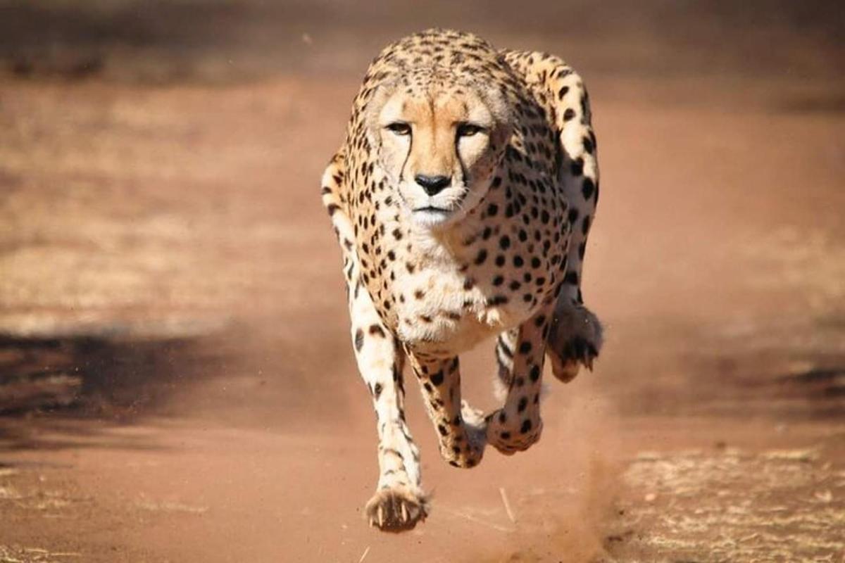un guepard corrent per la terra amb les potes davanteres