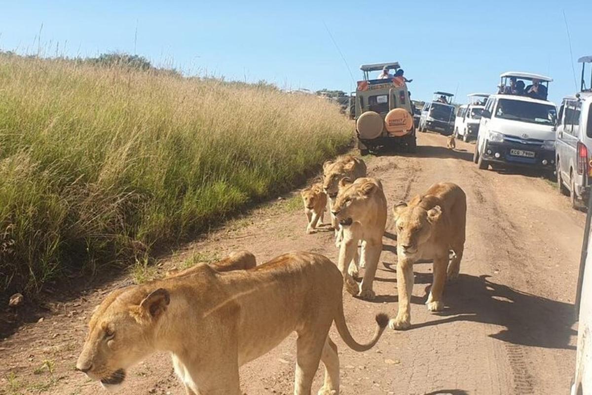a group of lions walking down a dirt road