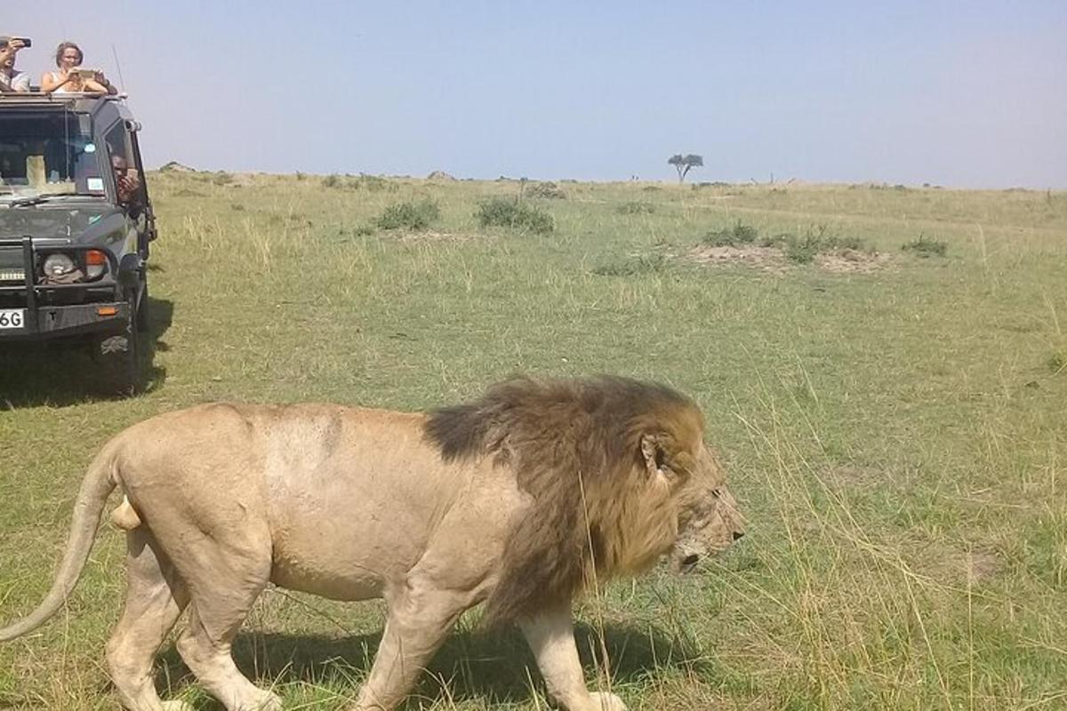lõvi kõnnib safariauto ees