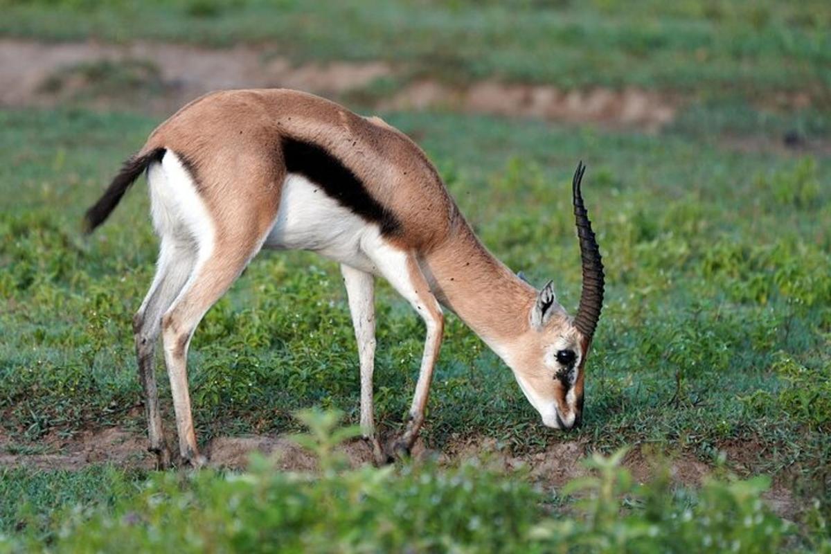 a gazelle grazing in a field of grass