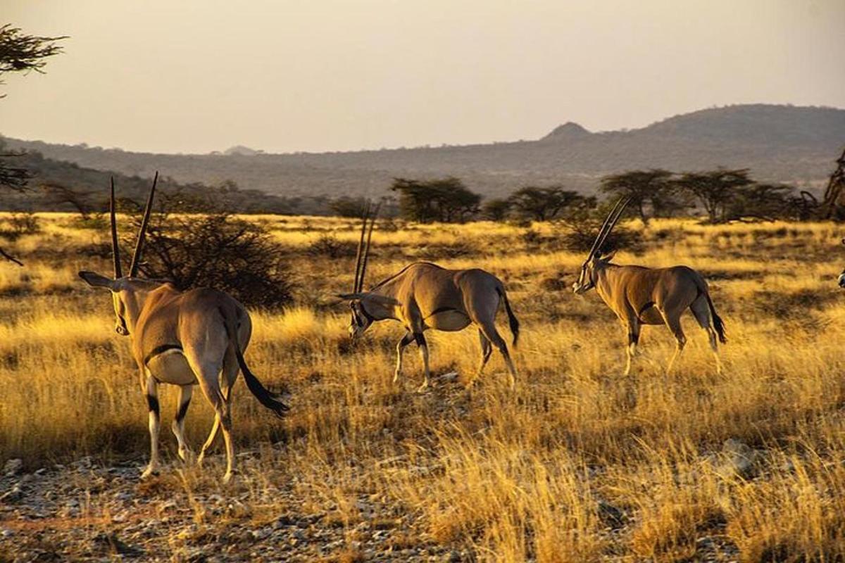 trois antilopes marchant dans un champ d'herbes hautes