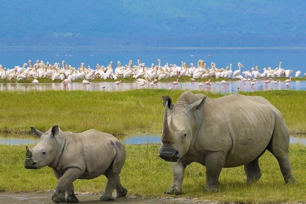 two rhinos walking in a field with a flock of birds