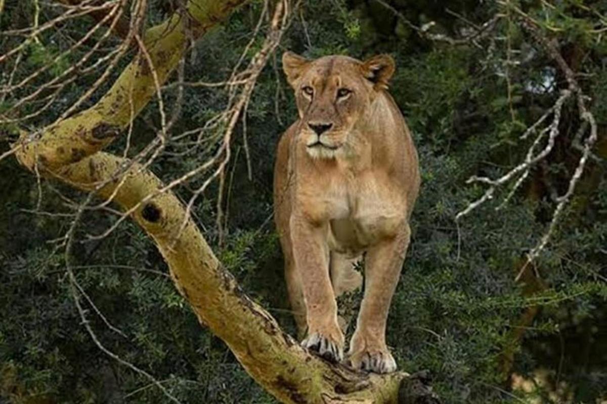 a lion standing on top of a tree branch