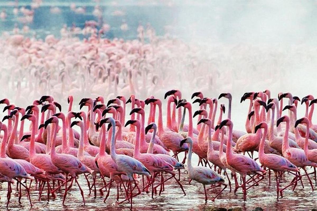 Hópur af bleikum flamingóum gengur í vatninu
