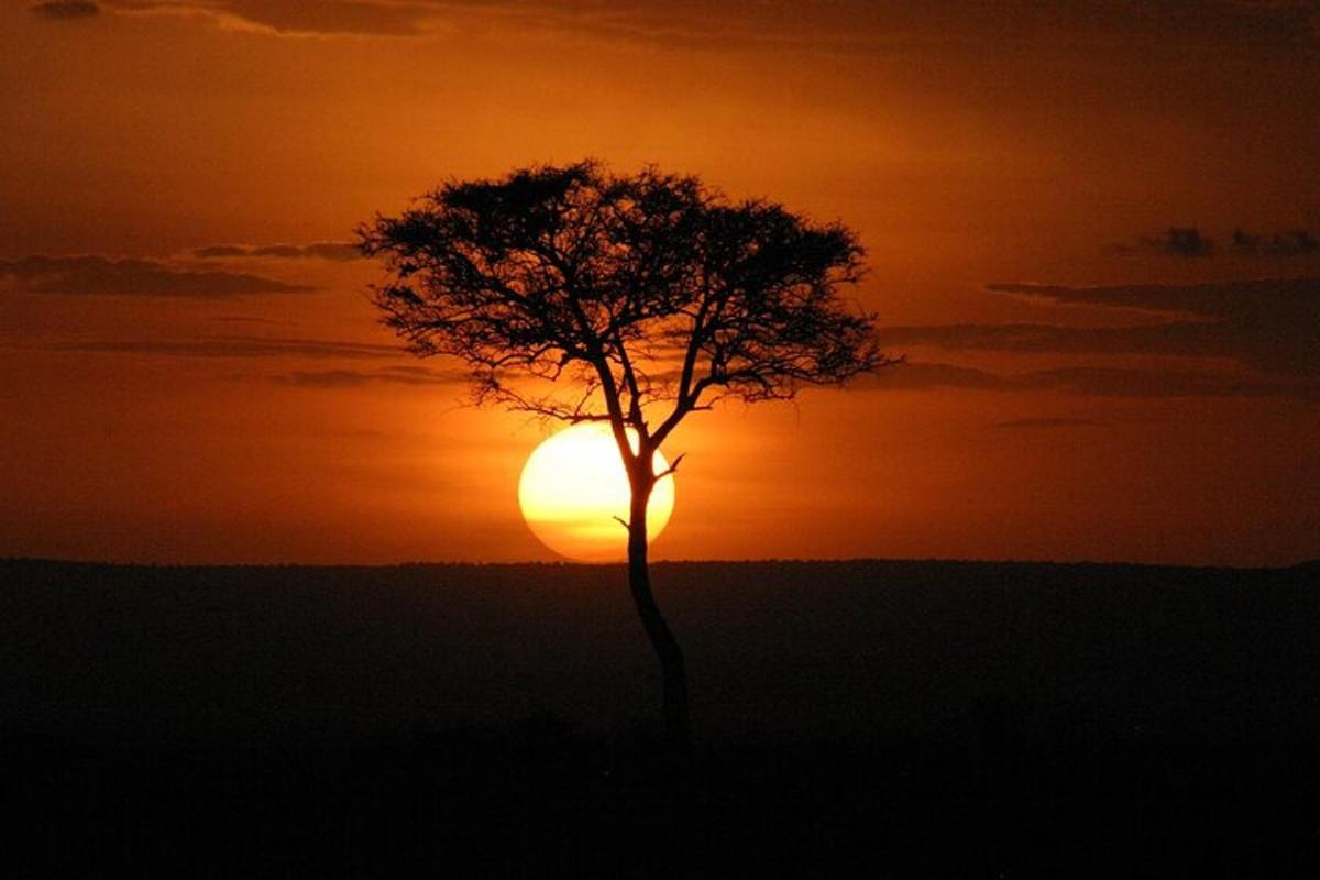 uma árvore com o pôr do sol ao fundo