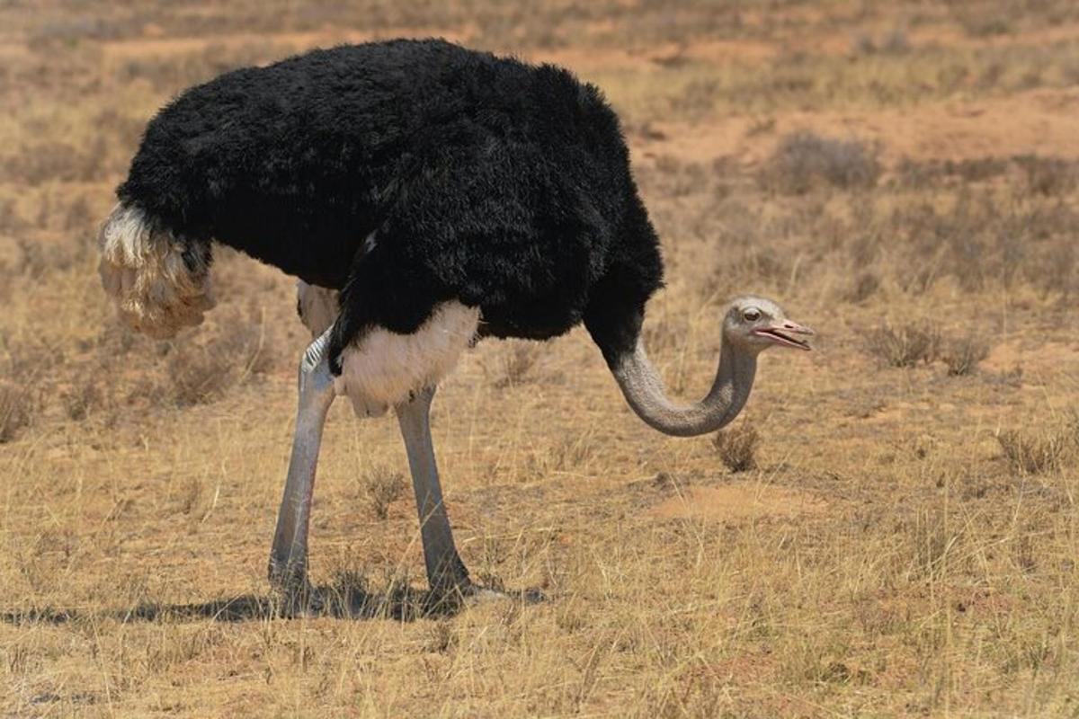 seekor burung unta berdiri di padang rumput