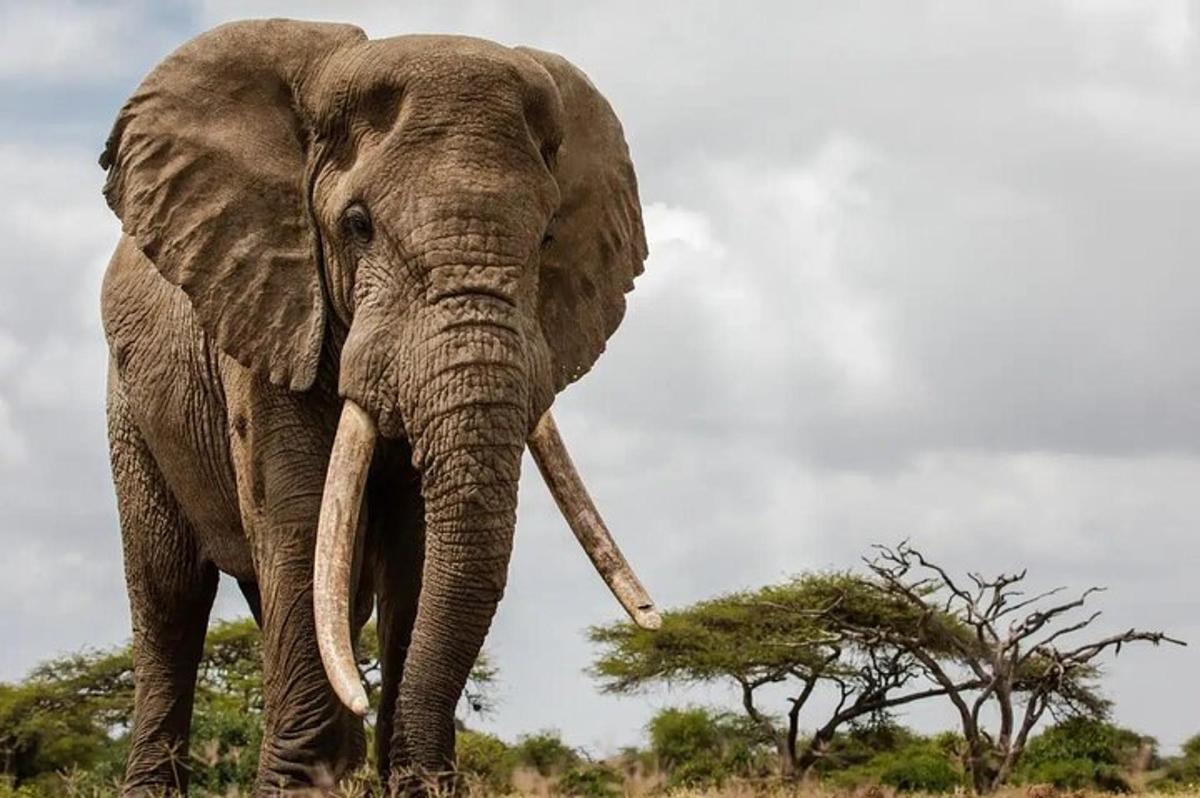 um elefante com longas presas em pé em um campo