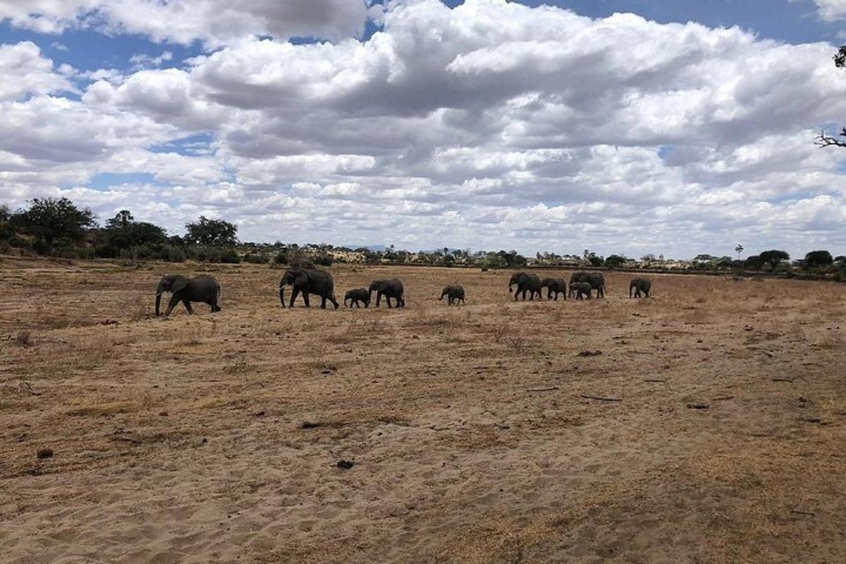 uma manada de elefantes caminhando em um campo