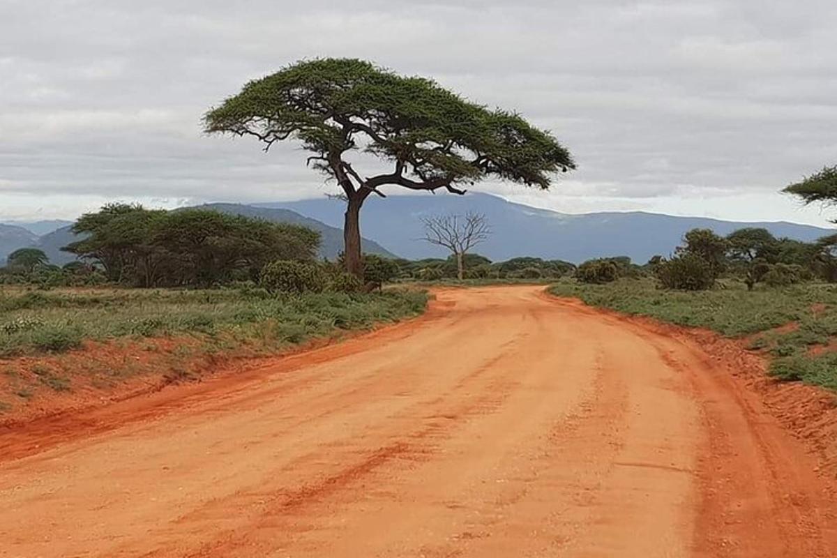 uma estrada de terra com uma árvore na lateral