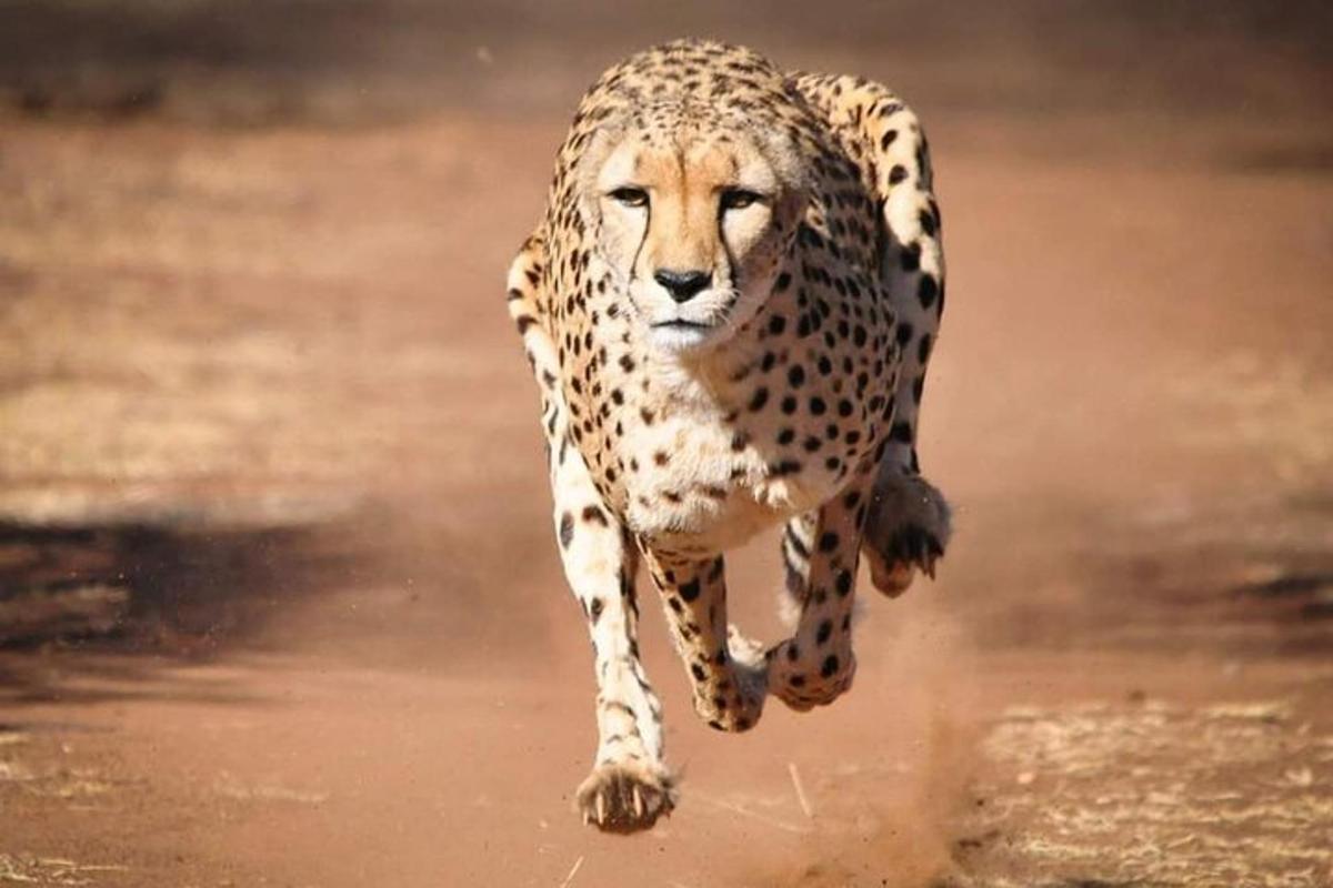 gepard jookseb läbi vee poris