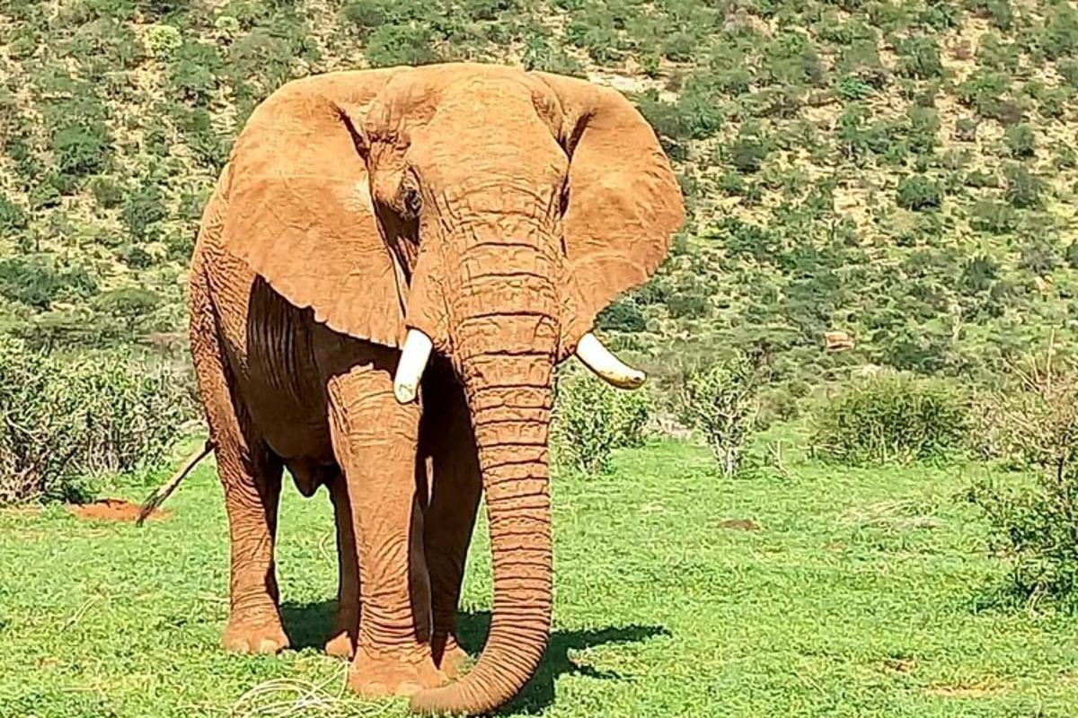 Un elefante parado en un campo de hierba