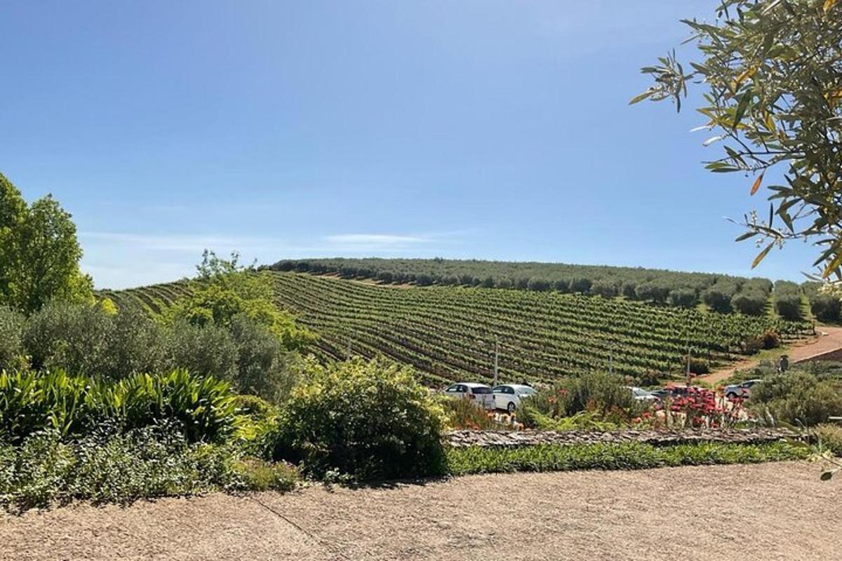 una vista di un vigneto con un parcheggio