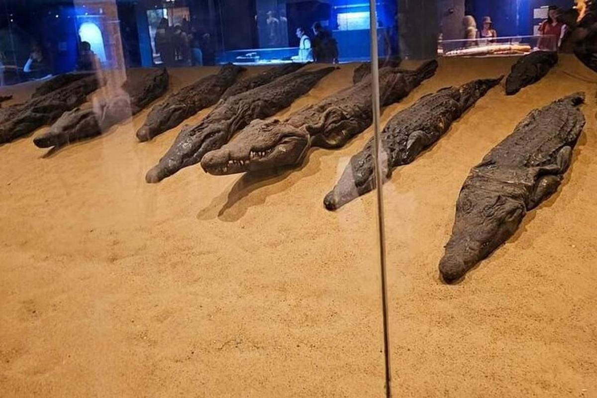 박물관에 전시된 동물 화석