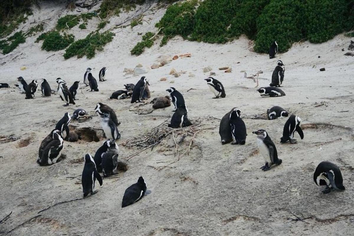 skupina pingvinov, ki sedijo na plaži