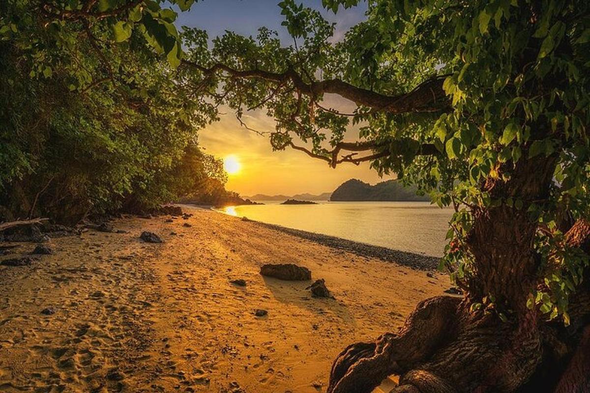 Un árbol en una playa con la puesta de sol de fondo