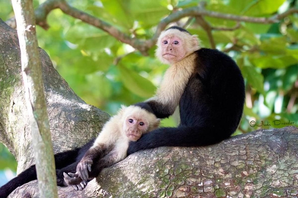 two monkeys are sitting on a tree branch
