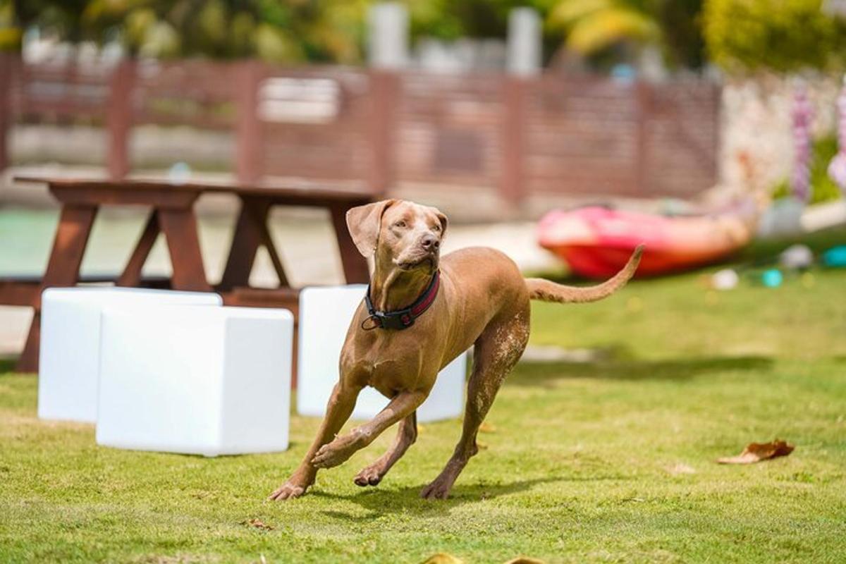 un cane marrone che corre nell'erba vicino a un tavolo da picnic