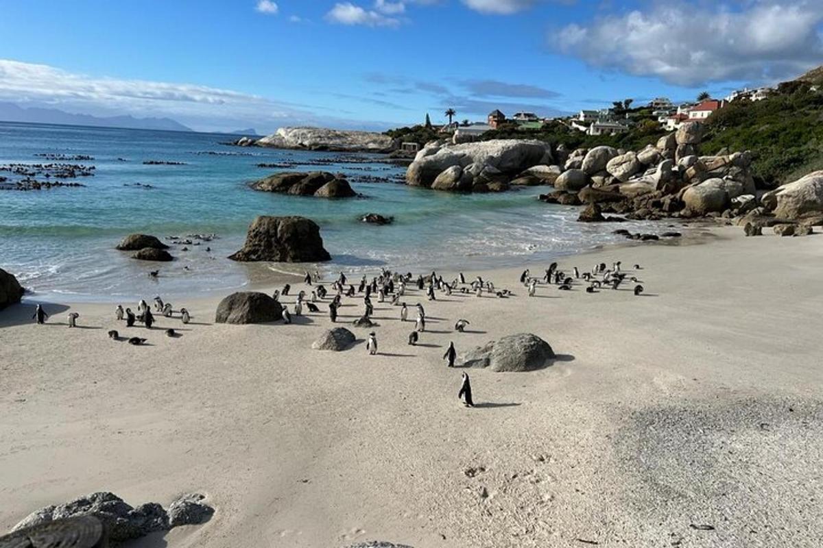 uno stormo di uccelli in piedi su una spiaggia