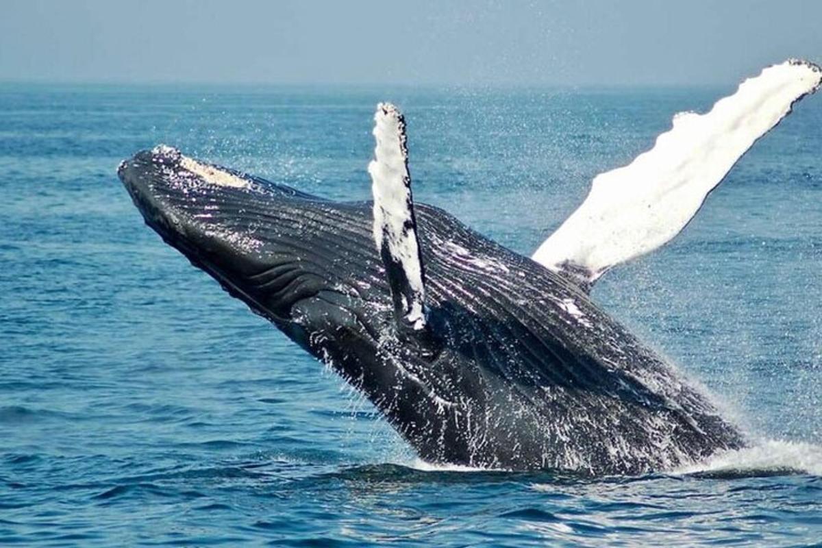 una balena che muove la coda nell'acqua