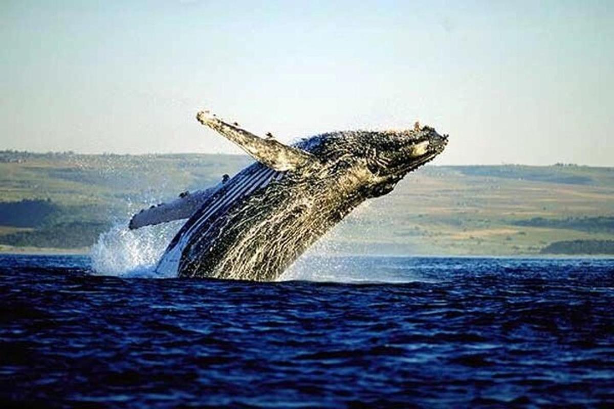 una megattera che salta fuori dall'acqua