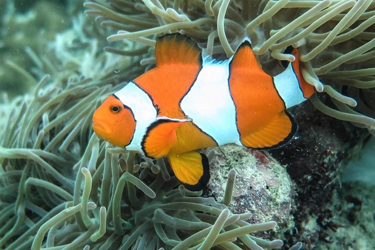 ikan badut di terumbu karang
