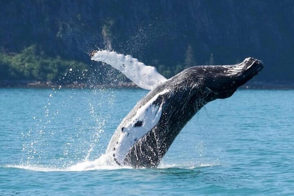 ikan lumba-lumba di dalam air dengan lengannya di udara